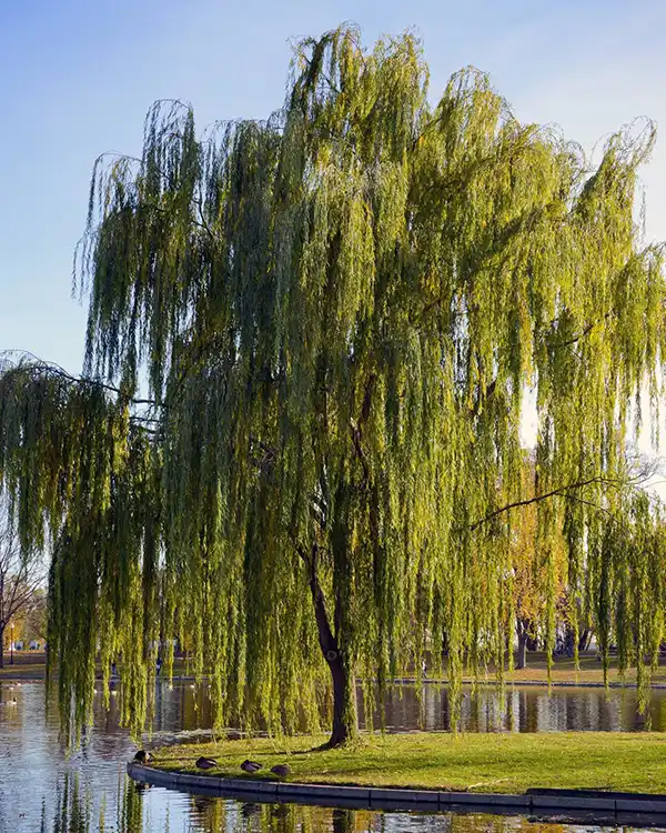 Willow tree beside water